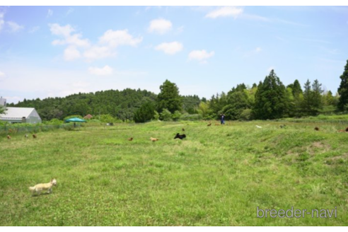 成約済の千葉県のカニンヘンダックスフンド(ロングヘアード)-227637の2枚目